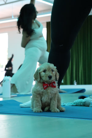 🎄 Our First-Ever Christmas Puppy Yoga Event 🐶✨