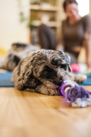 🐶 Bergamasco Puppy Yoga at Our Bowden Home Spot