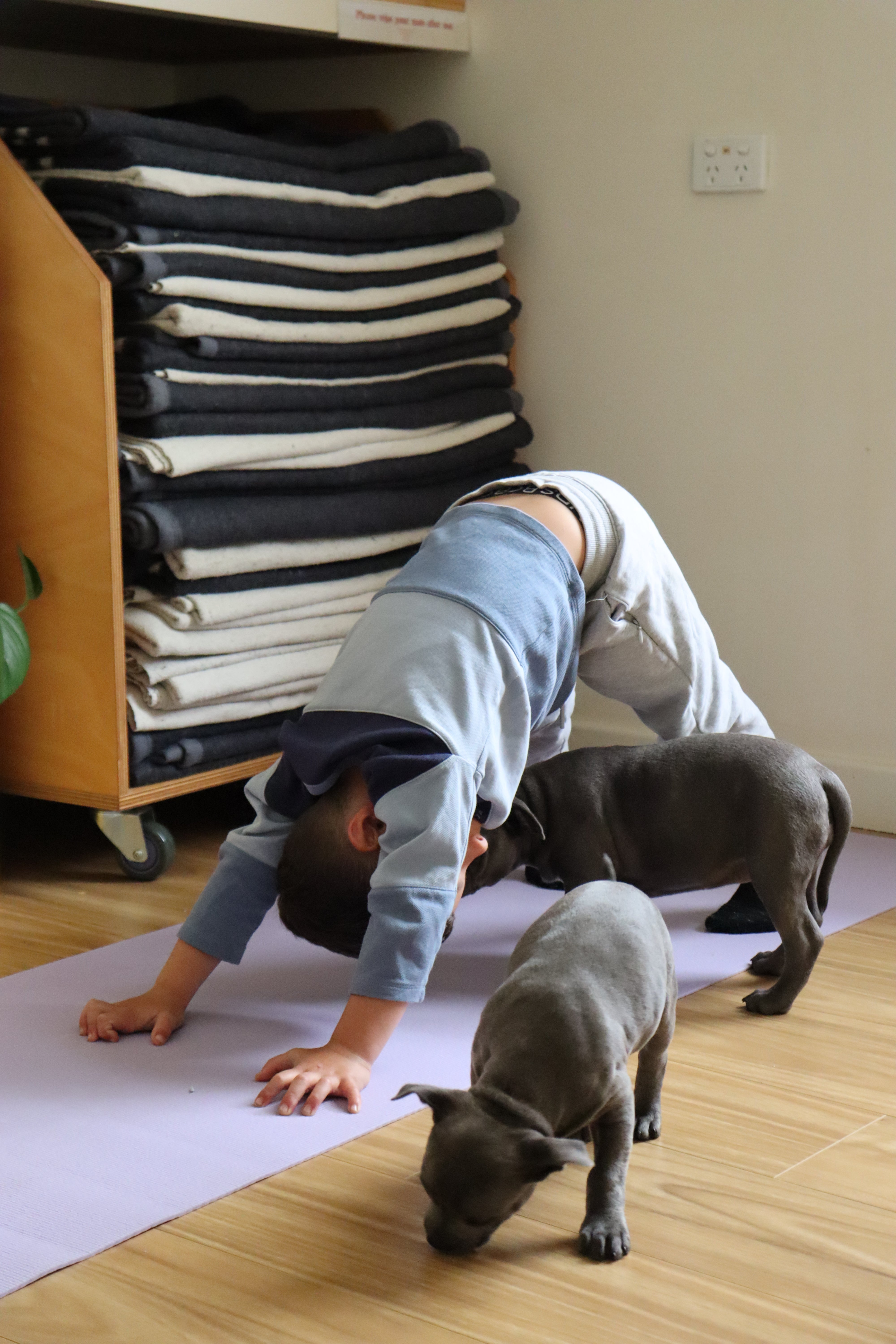 Puppy Yoga - Adelaide (1 Hour Session)