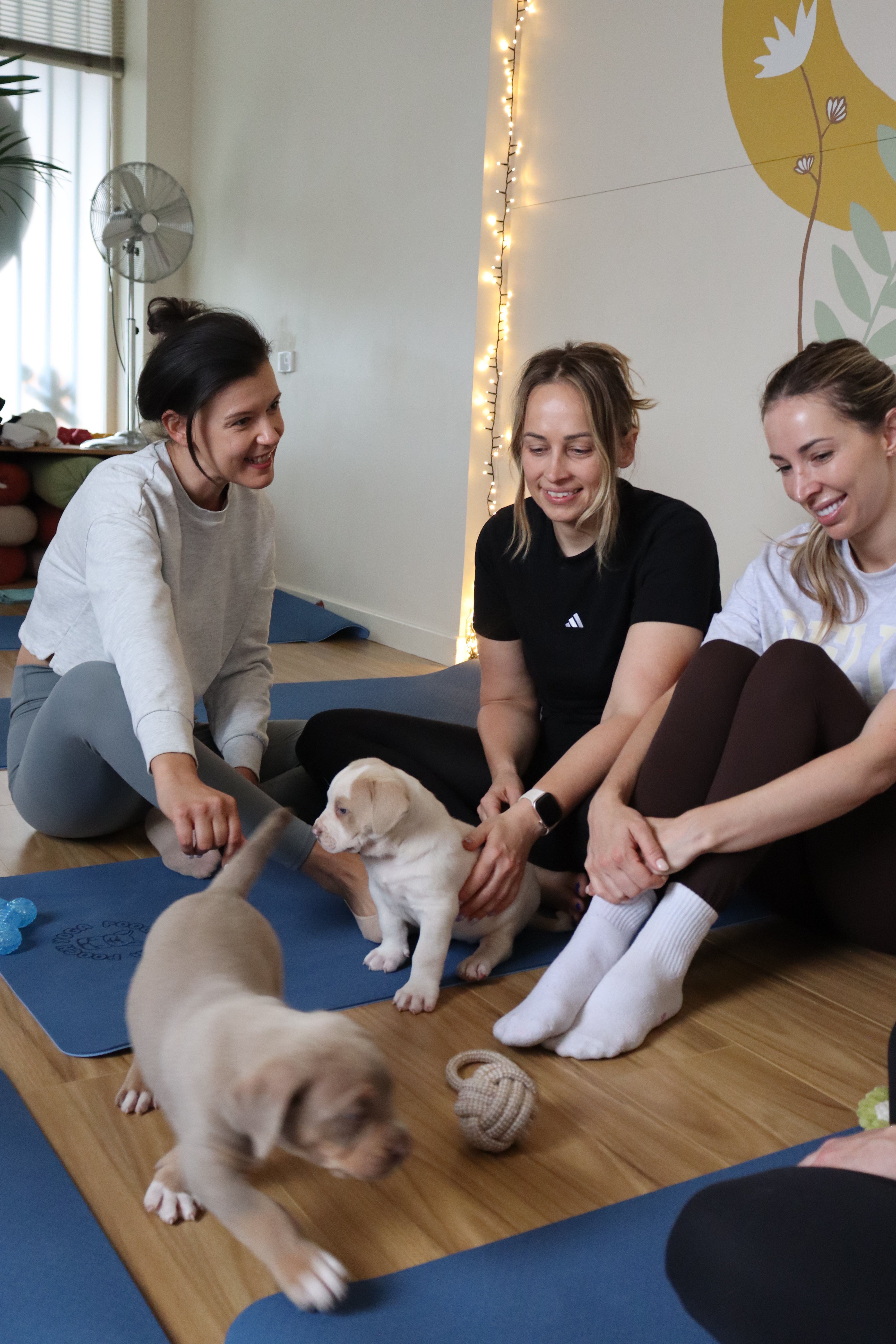 Puppy Yoga - Adelaide (1 Hour Session)