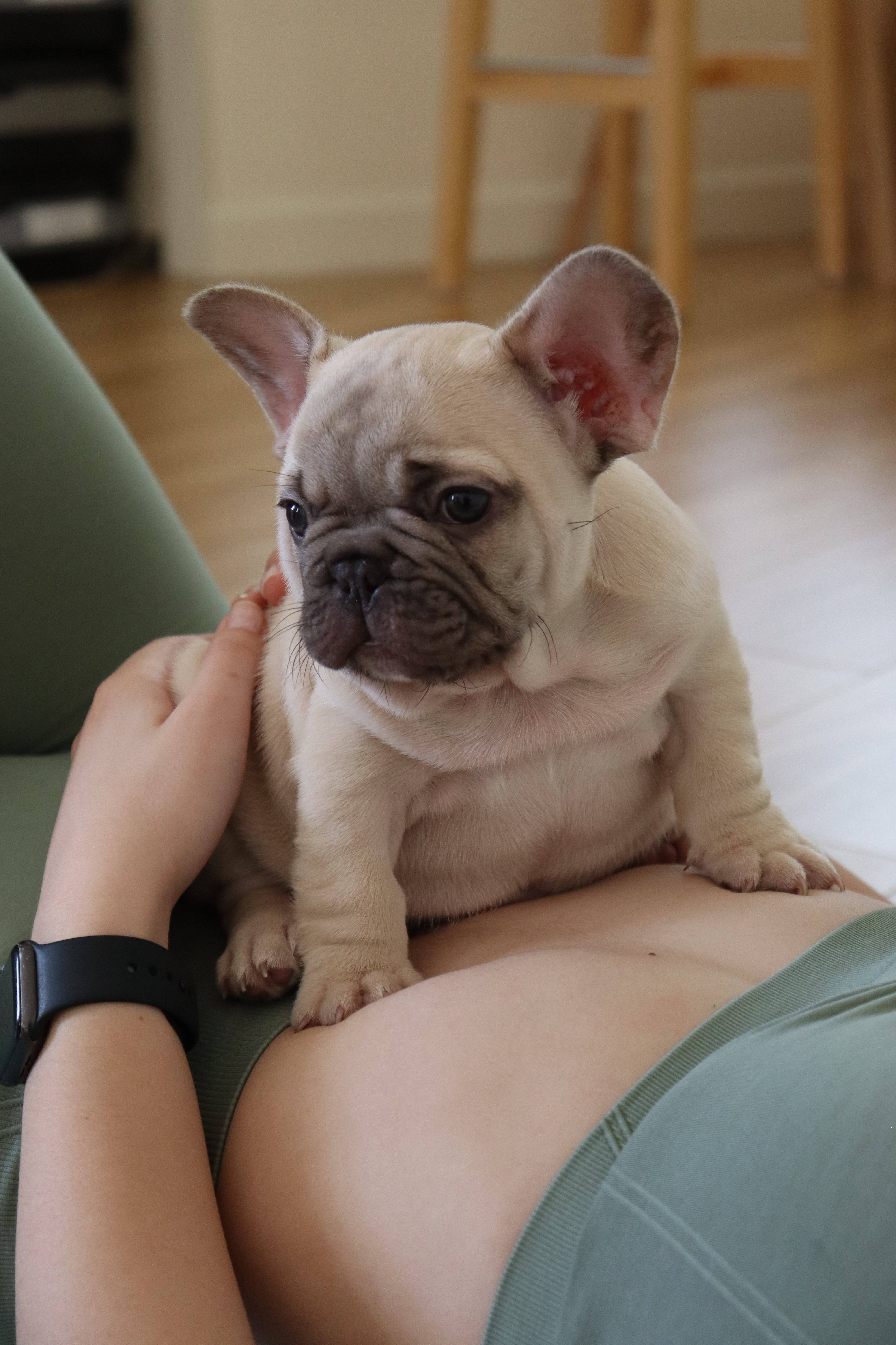 Puppy Yoga - Adelaide (1 Hour Session)