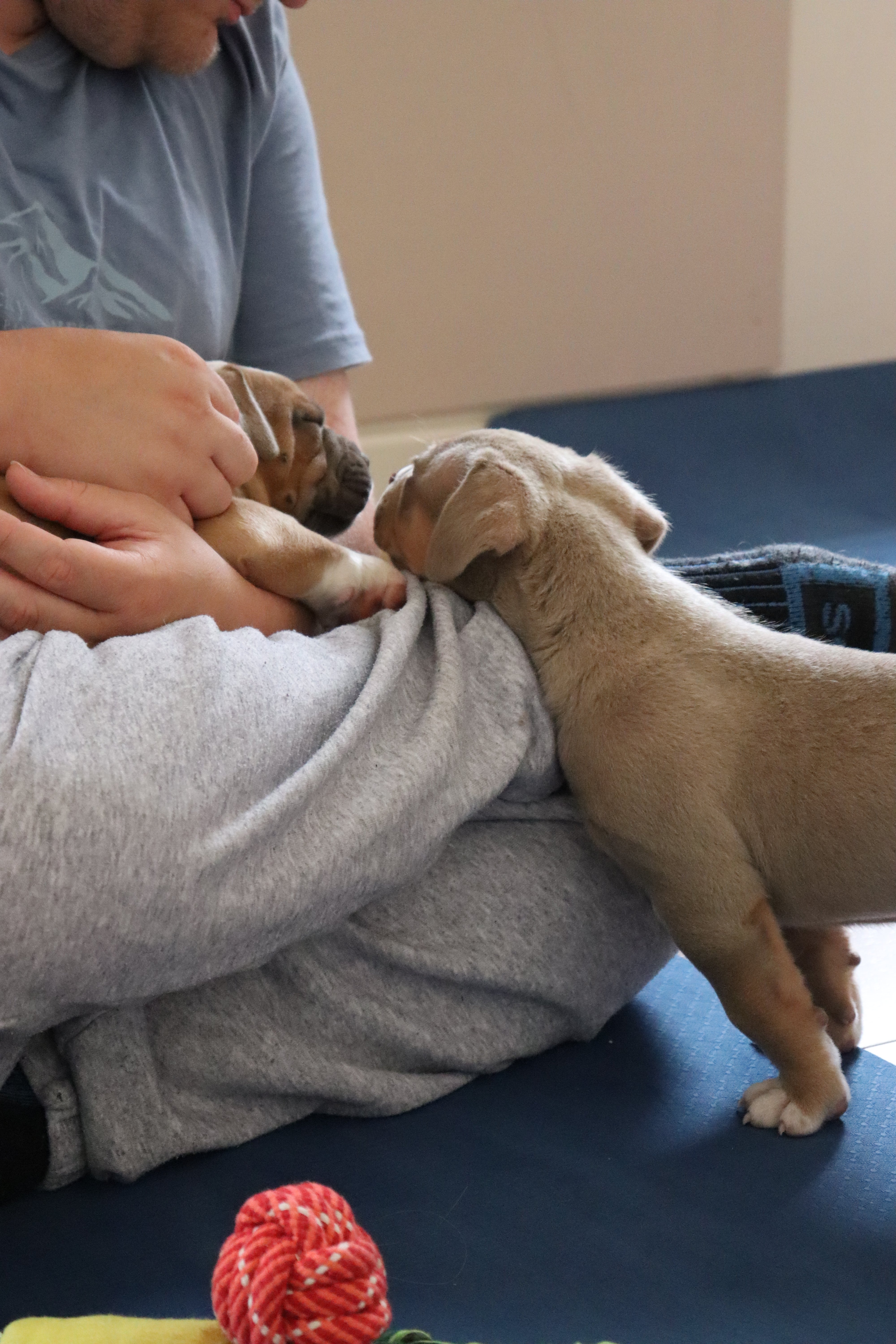Low-Sensory Puppy Yoga (NDIS Friendly)